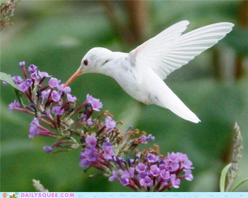 cute                   animals - Stunning Photos of a Rare Albino Hummingbird
